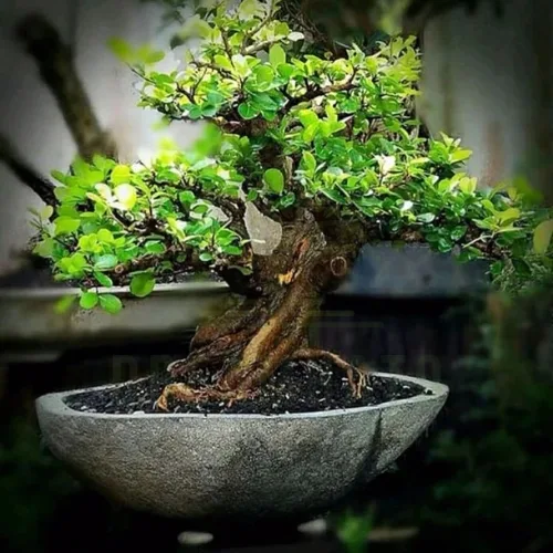 Bonsai Pots